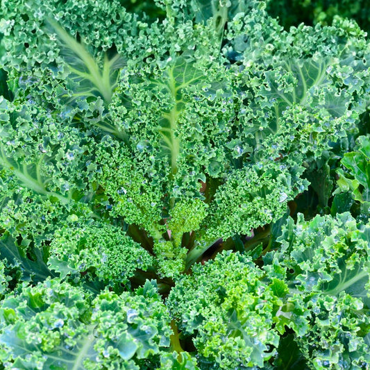 Kale Seeds 200+ Non-GMO Vates Blue Curled Scotch Heirloom Brassica oleracea for Home Gardening