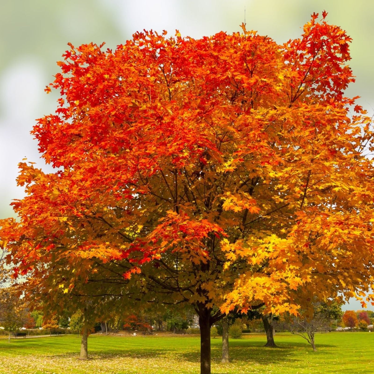 Northern Red Oak Live Plant Set of 2, 18-24 Inches, Quercus rubra, Native Tree for Landscaping and Shade