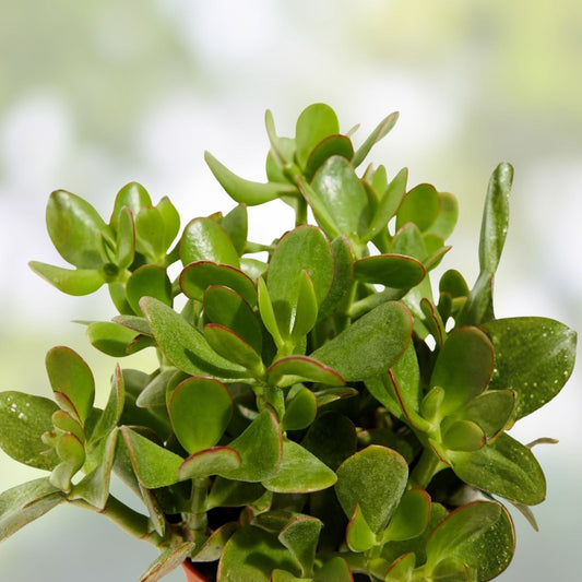 Jade Plant Leaflets Set of 12 - Succulent Cuttings for Propagation - Crassula ovata - Easy Indoor Plant
