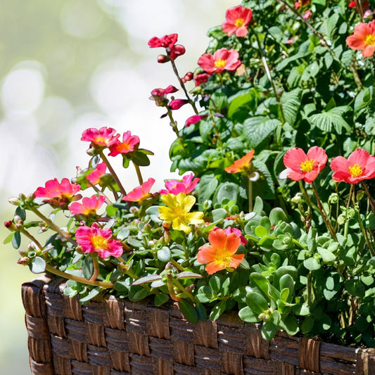 Live Orange Portulaca Plants - 6" Pot Drought-Tolerant Moss Rose, Portulaca grandiflora (Qty 4)