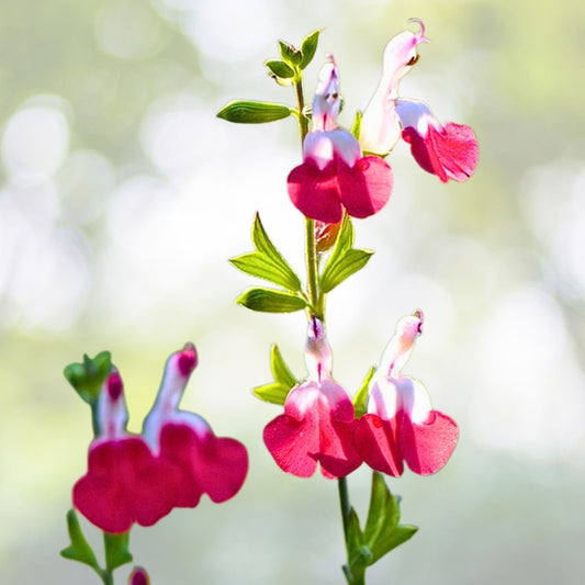 Hot Lips Salvia Live Plant - 1 Pot with 2 Plants - Colorful Blooms (Salvia microphylla) - Easy to Grow Perennial Garden Flower