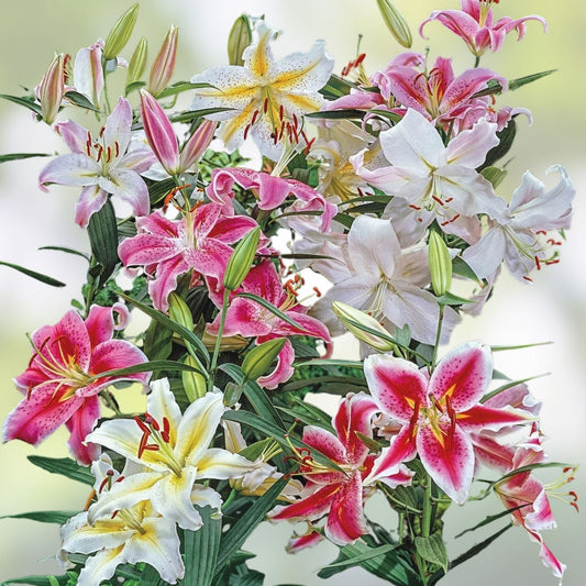 Large Fragrant Pink Oriental Lily Bulb 'Smart Romance' – Lilium for Gardens and Landscaping
