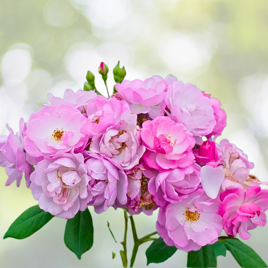 Rosa 'Rise Up Lilac Days' Starter Plant - 3x4 Inch Pot - Pink Lilac Rose Plant - Ideal for Gardens and Landscapes