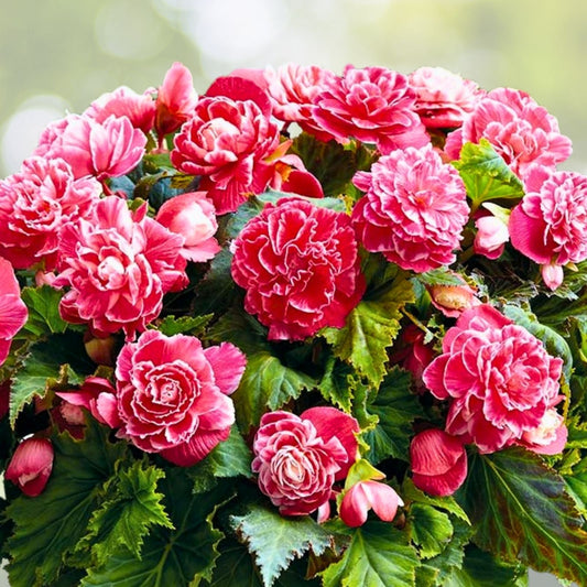 Begonia Seeds Pink Charm - 45 or 125 Flower Seeds - Pink Flowering Plants - Begonia x tuberhybrida