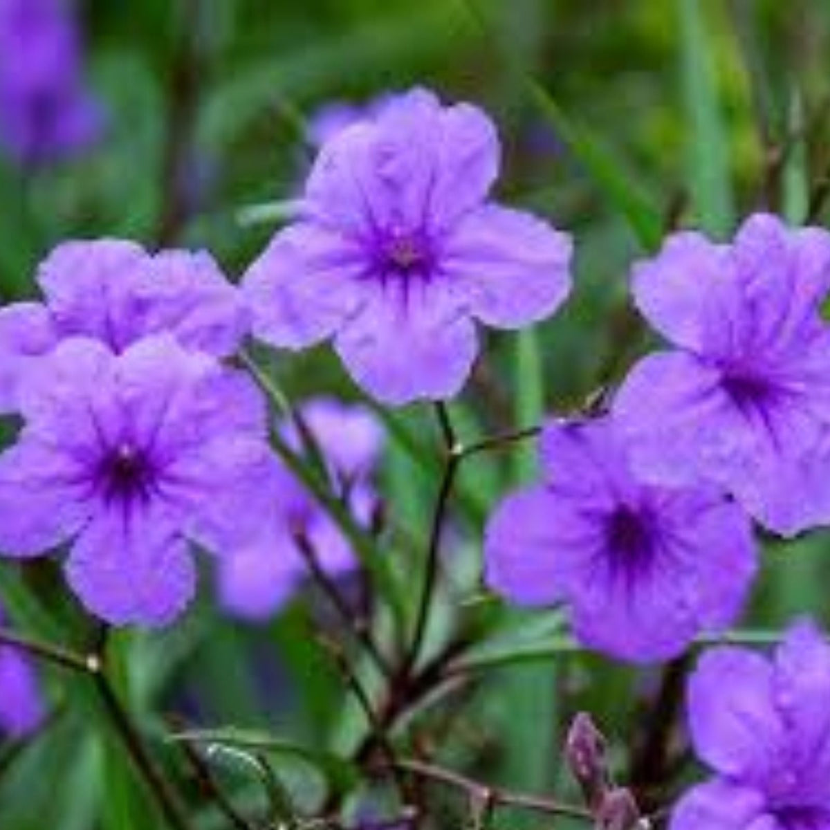 Purple Mexican Petunia Live Plant 3 to 4 Inch Tall Ruellia brittoniana No Pot Included