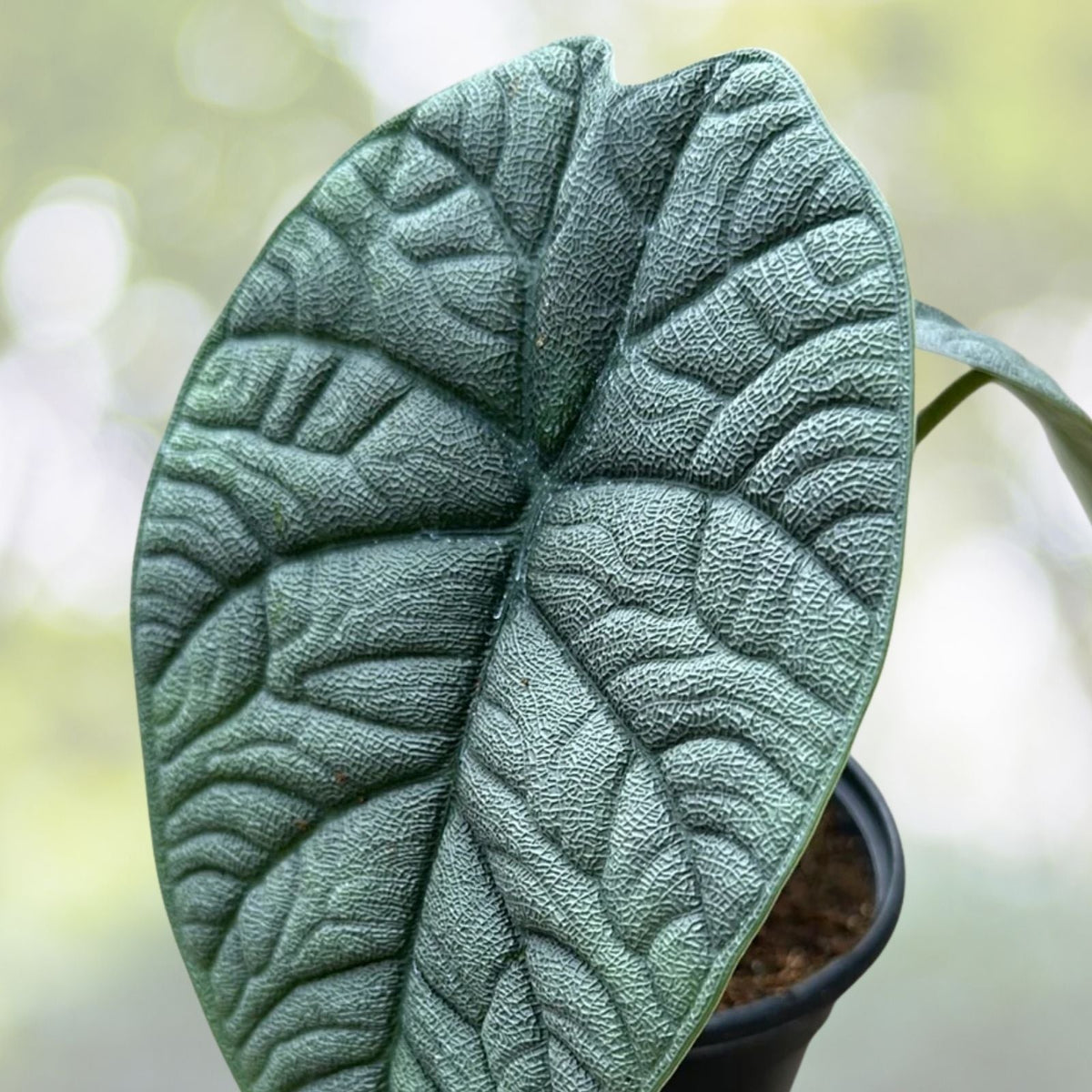 Alocasia Melo Plant 6" Live Tropical Houseplant Alocasia amazonica Ideal for Home Decor and Plant Enthusiasts