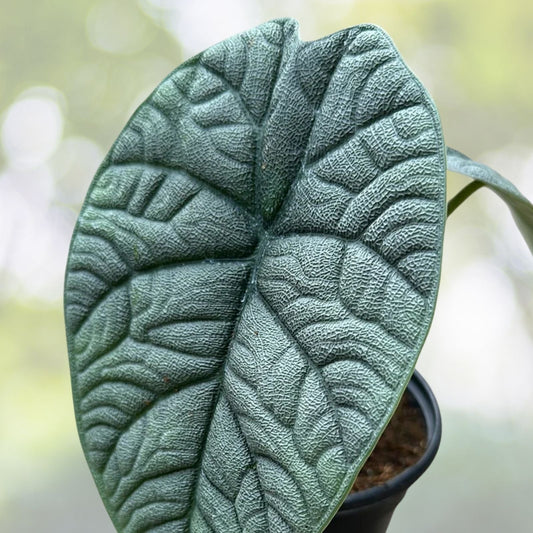 Alocasia Melo Plant 6" Live Tropical Houseplant Alocasia amazonica Ideal for Home Decor and Plant Enthusiasts