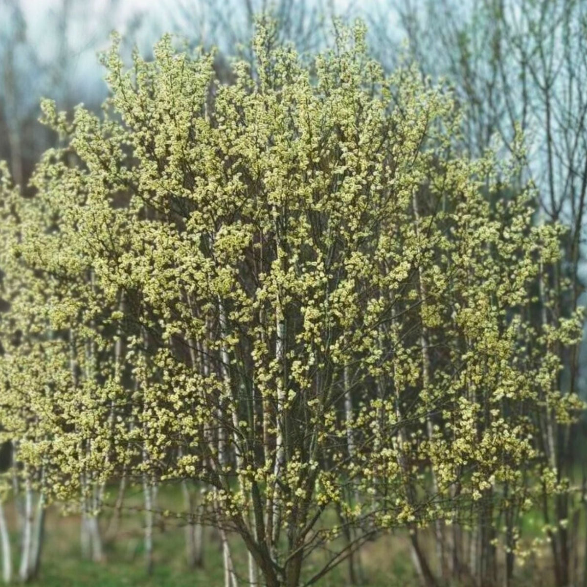 Pink Pussy Willow Live Plant – 18" Salix discolor 'Rosea' – Fast-Growing Deciduous Shrub for Pollinator Attraction