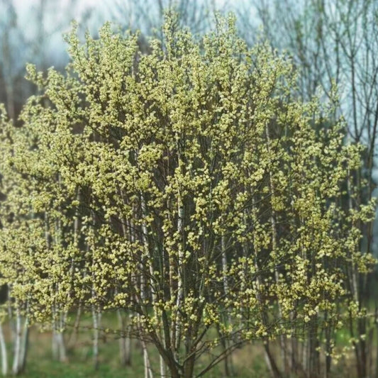 Pink Pussy Willow Live Plant – 18" Salix discolor 'Rosea' – Fast-Growing Deciduous Shrub for Pollinator Attraction