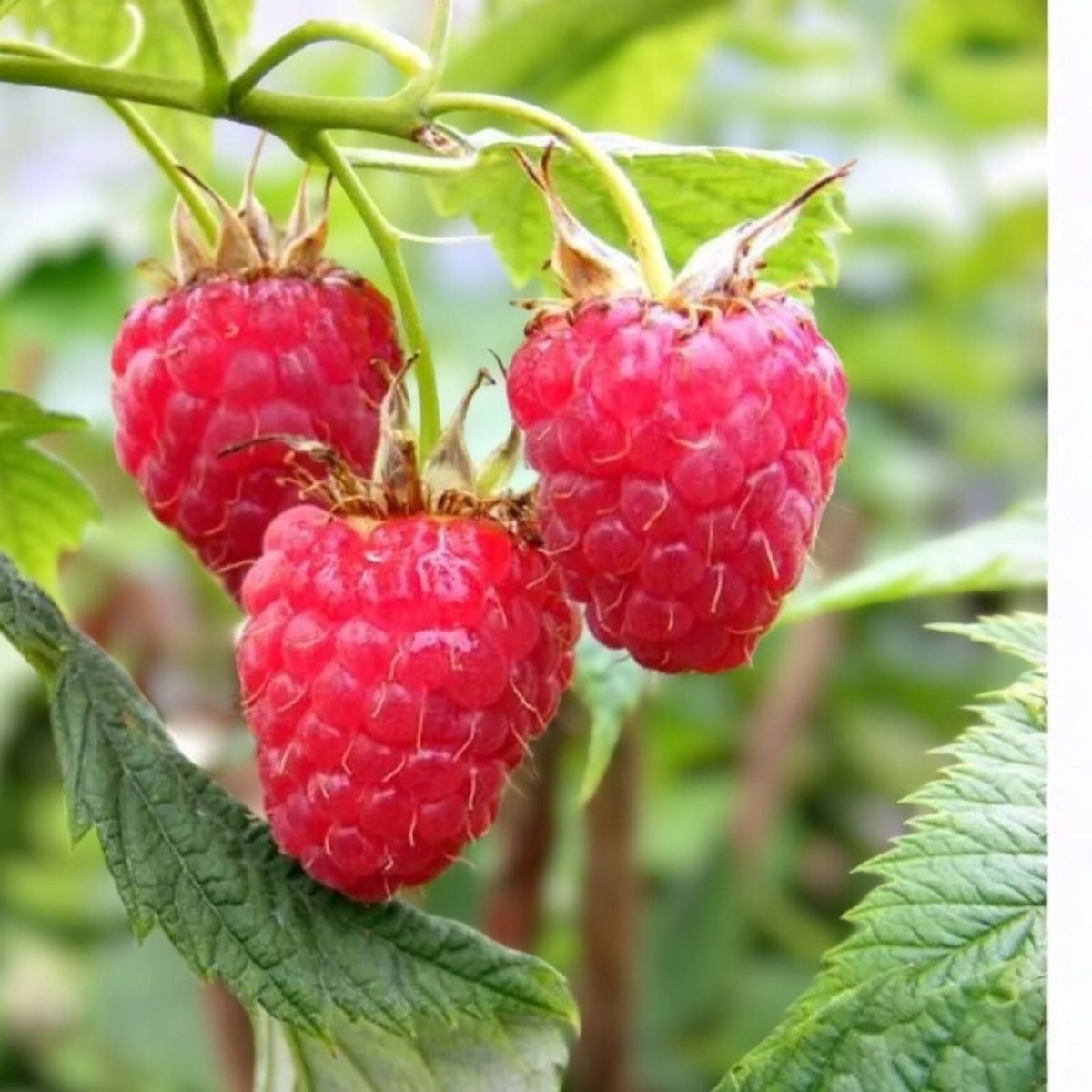 Rove Raspberry Seeds Bulk Pack Non-GMO Fruit Seeds Rubus idaeus 125/300/750 Count Planting Seeds