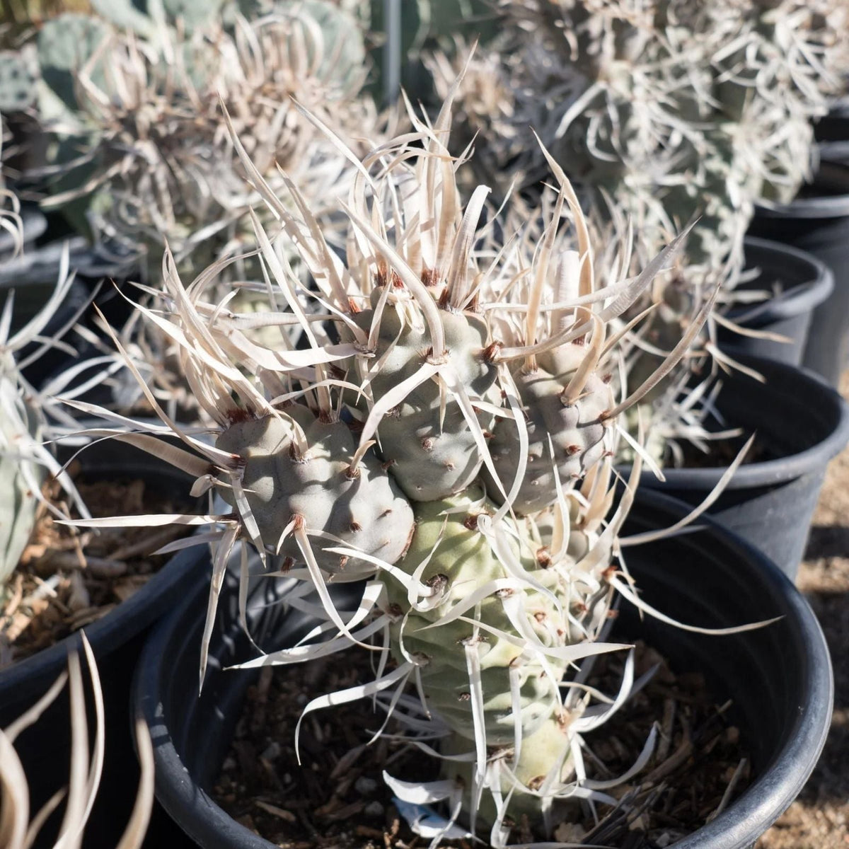 Tephrocactus articulatus v. papyracanthus Paper Spine Cactus Cuttings 4 Pieces Succulent Plant Decor