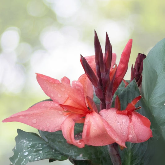 Coral Pink Canna Lily Bulbs (2) - Canna indica - Vibrant Flowering Plant for Gardens and Landscapes