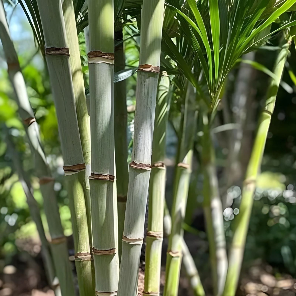 Rooted Sugarcane Cuttings 5pcs Tropical Plant Saccharum officinarum Ready to Plant