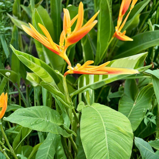 Yellow Bird of Paradise Rhizomes - 2 Live Rooted Tropical Plants - Heliconia psittacorum - Free Shipping