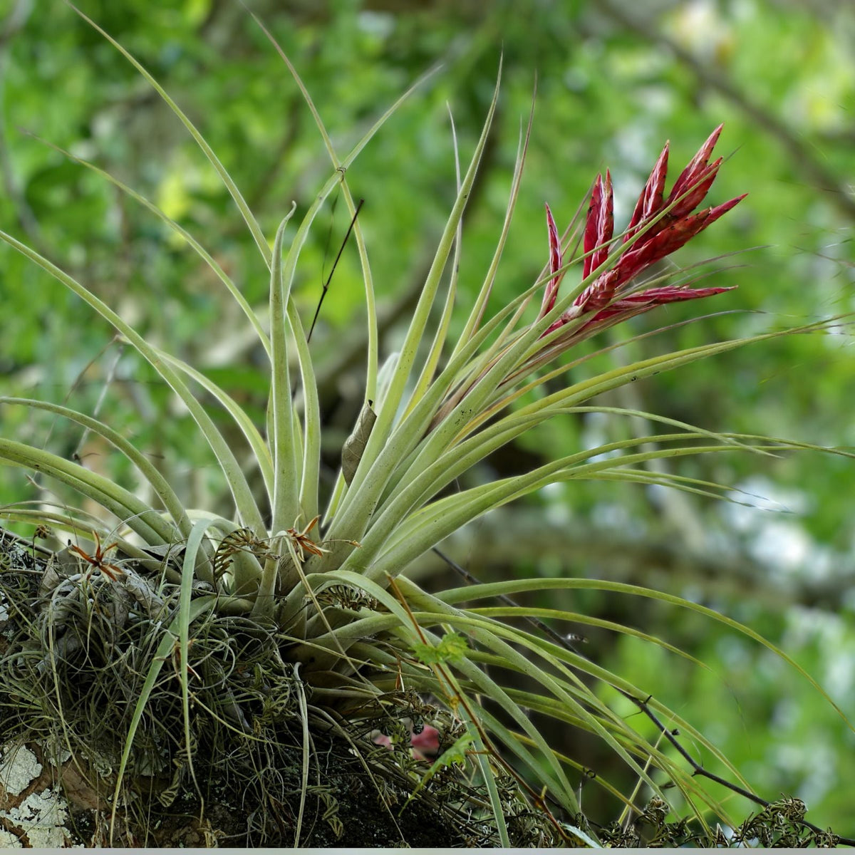 Tillandsia Argenee Air Plant - Unique Indoor Air Purifying Plant - Live Tillandsia for Home Decor - Tillandsia Argenee