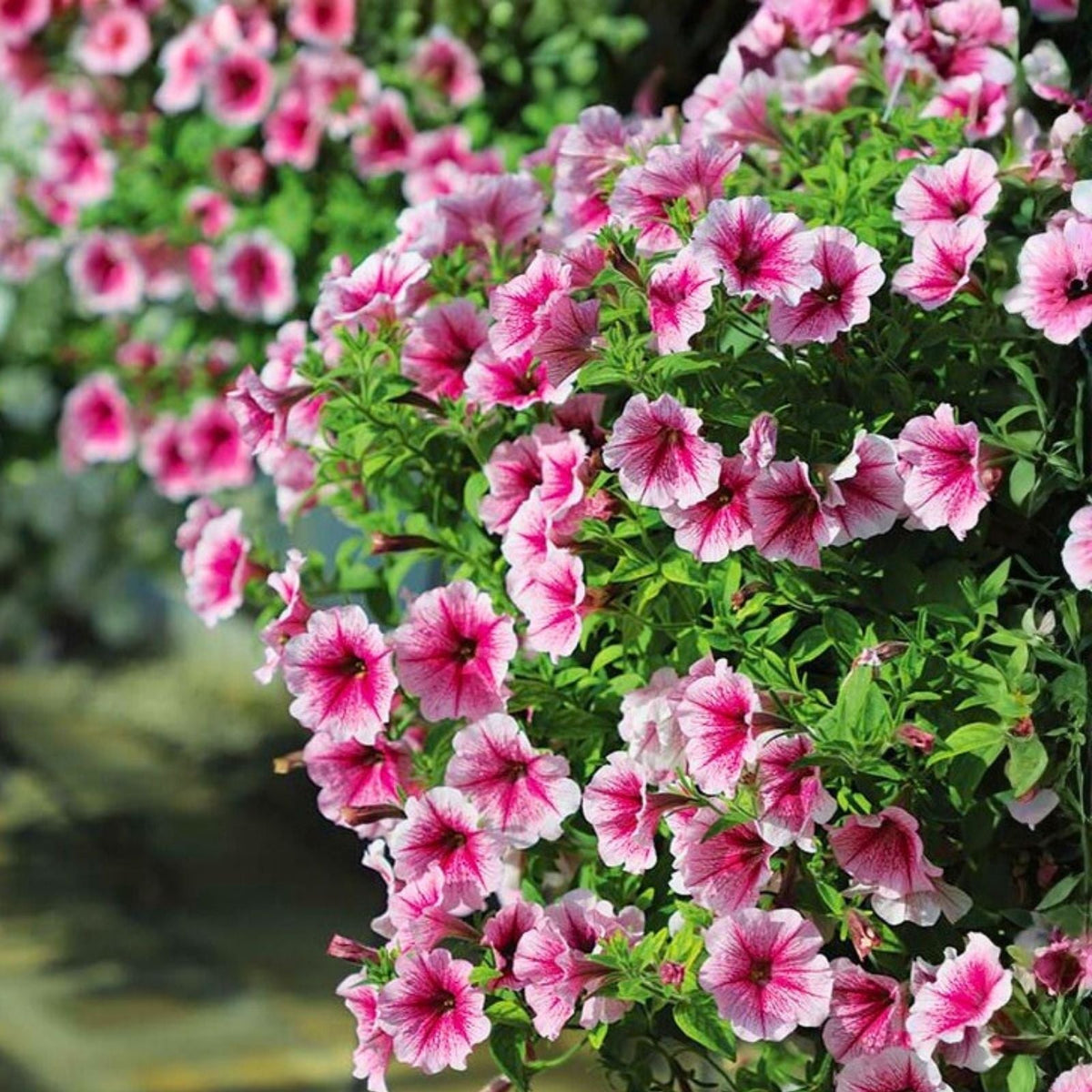 Petunia Seeds 1000+ Count Raspberry Reverie Annual Flower Seeds Perennial Variety Petunia x hybrida US Seller