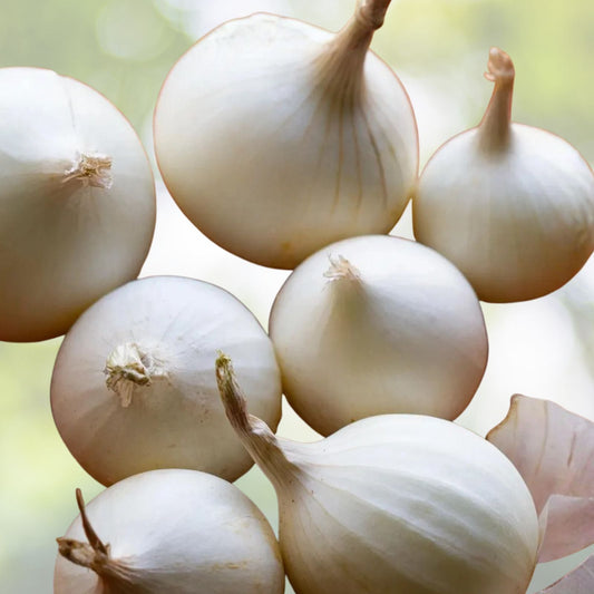 Spanish White Onion Seeds - Heirloom Variety - Sweet Flavor - Allium cepa - 25+ Seeds