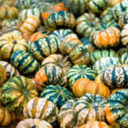 Carnival Squash Seeds 10 Pack Organic Heirloom Cucurbita pepo USA Grown