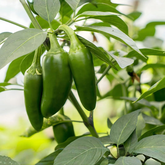 Hot Jalapeno Pepper Seeds 4oz Pack Capsicum annuum for Spicy Gardening and Home Growing