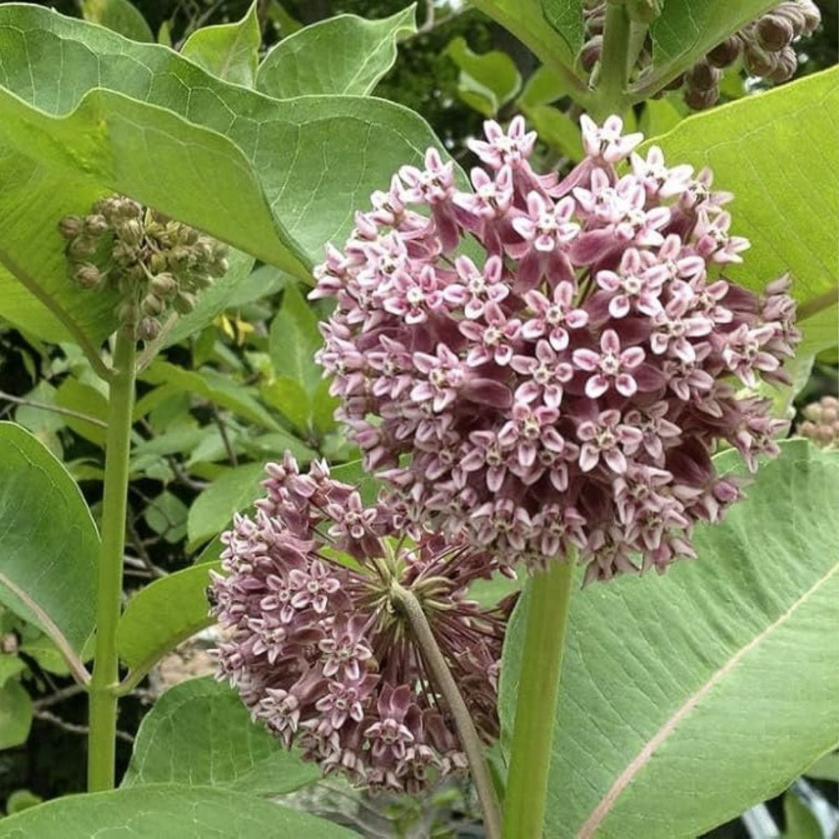 Common Milkweed Seeds for Planting, 100 Seeds, Asclepias syriaca, Native Pollinator Friendly Garden Flower