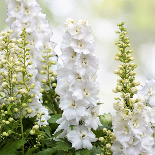 White King Larkspur Seeds - Pre-Stratified, Delphinium consolida, 30 Seeds, Free Shipping
