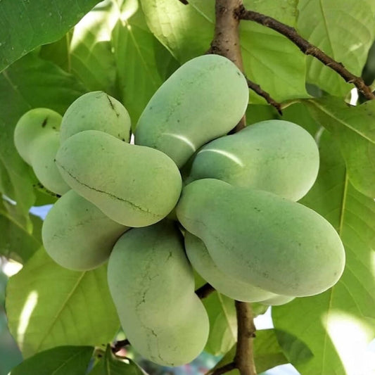 Paw Paw Tree Live Plant 12-18 Inches, Edible Fruit Tree, Asimina triloba, Hardy Landscaping for Zones 5-9