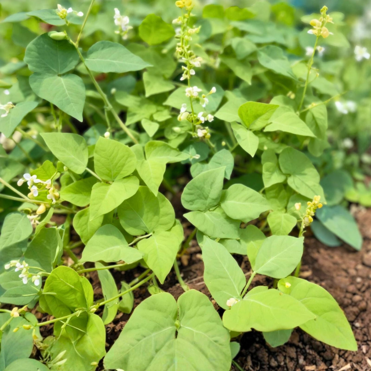 Lima Bean Seeds 2oz Non-GMO Heirloom Bush Variety - Phaseolus lunatus, 65 Days Maturity