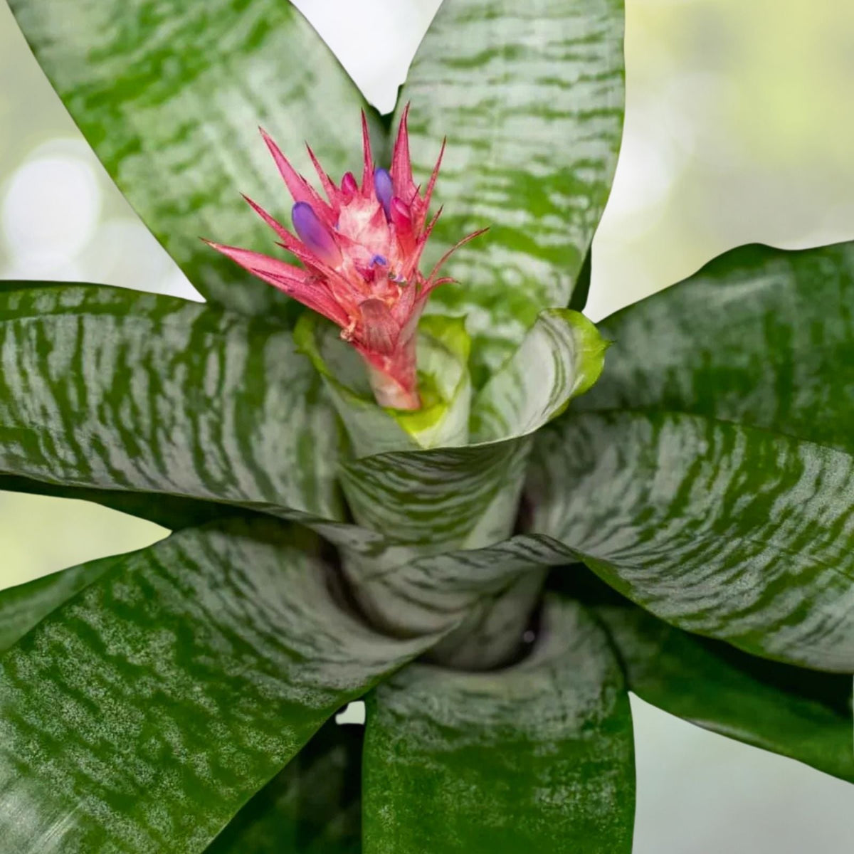 Bromeliad Plant 5 Inch Pot Neoregelia 'Margaret' Tropical Indoor Houseplant Easy Care Live Plant Delivery