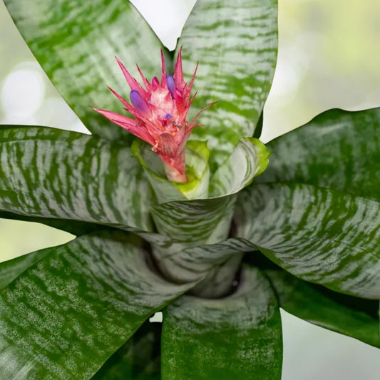 Bromeliad Plant 5 Inch Pot Neoregelia 'Margaret' Tropical Indoor Houseplant Easy Care Live Plant Delivery