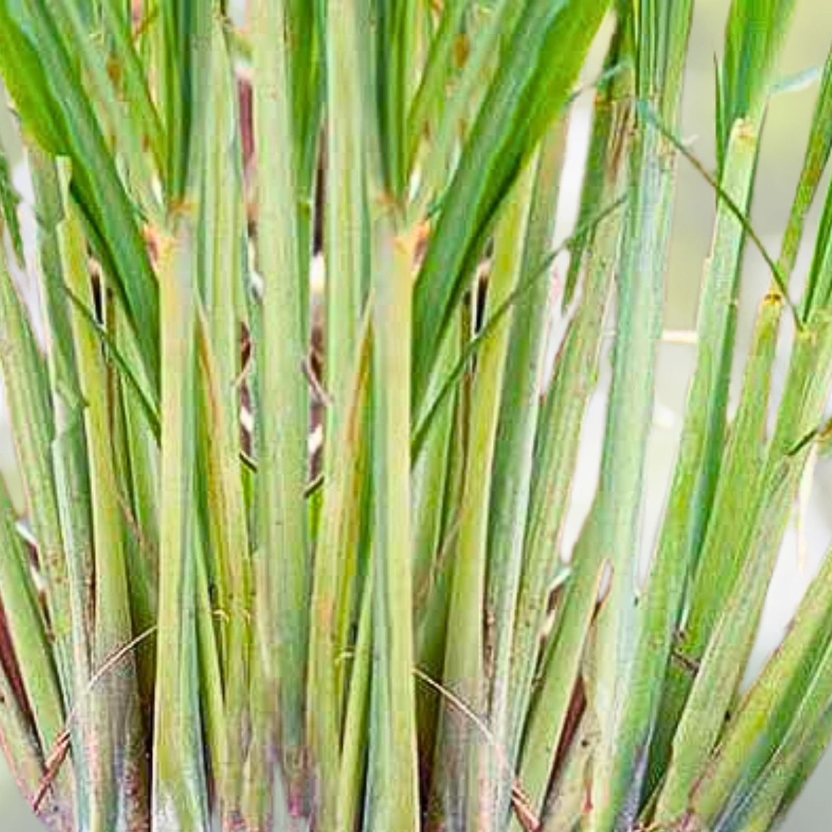 Set of 5 Live Edible Lemongrass Plants - Easy Grow Herb - Cymbopogon citratus