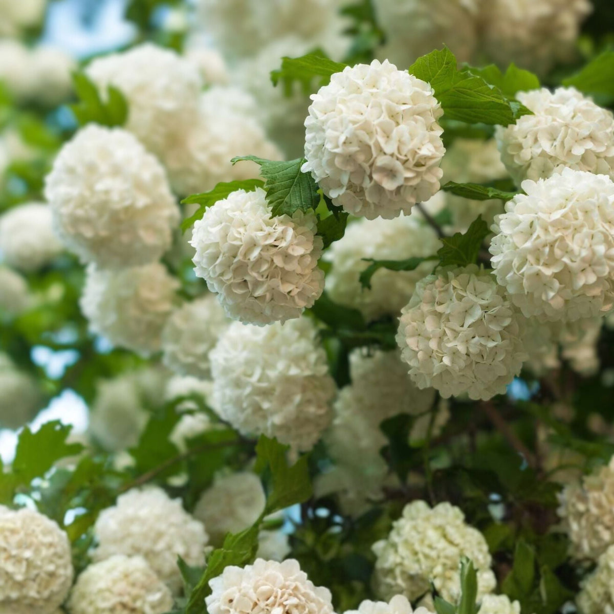 Japanese Snowball Viburnum Shrub 12-18in Bare Root - Viburnum plicatum - Deciduous, Dense Growth, White Flowers, Fall Color