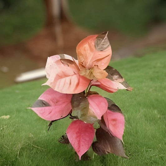 Acalypha Wilkesiana Tricolor Cuttings – 3 Unrooted Variegated Copperleaf Plant Cuttings, Tropical Foliage, Garden, Indoor Plant