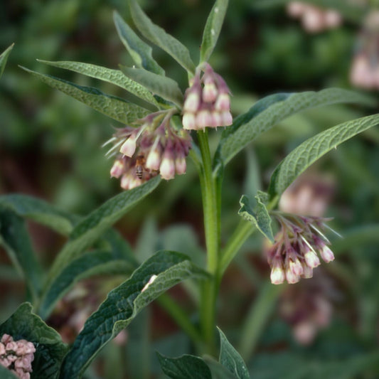 Comfrey Leaves - Semi-Dry - 2024 Harvest for Salves, Herbs, Creams, Baths - Symphytum officinale