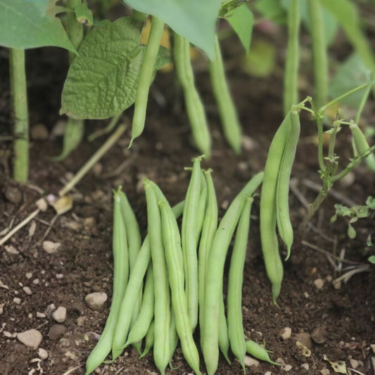 Black Valentine Bean Seeds - Heirloom Non-GMO Phaseolus vulgaris 100+ Seeds for Gardening and Cooking