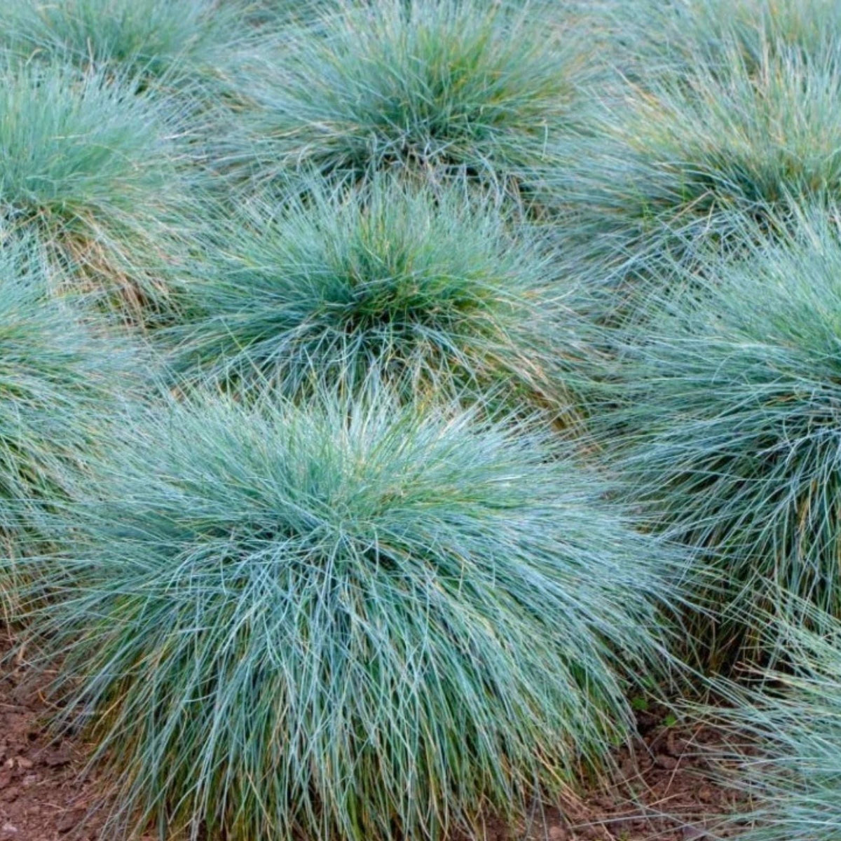 Blue Fescue Grass Plants Set of 2 in 4" Pots Live Groundcover Fescue Grass Festuca glauca