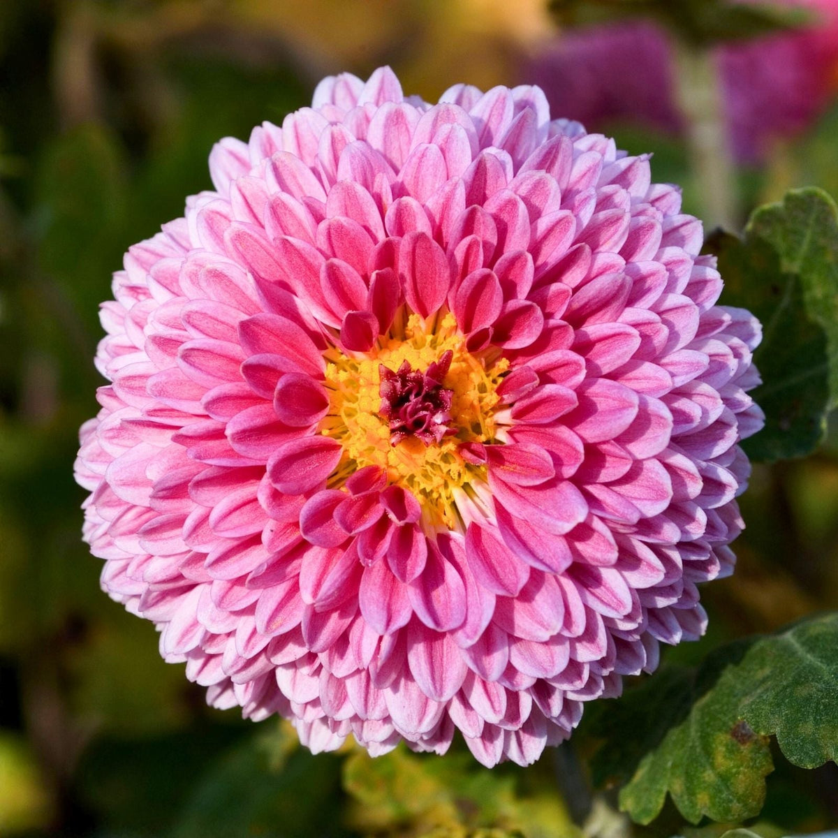 Chrysanthemum Seeds 200+ Silken Majesty Mum Colorful Garden Blooms Chrysanthemum morifolium