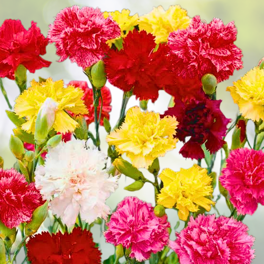 Carnation Seeds - 200 Count - GRENADIN DOUBLE Mix - Fragrant Cut Flowers - Pollinator Friendly - Dianthus caryophyllus