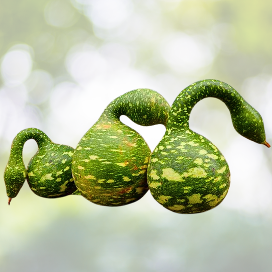 Speckled Swan Gourd Seeds - Large Birdhouse Decorative Arts & Crafts - Non-GMO - 15 Seeds - Cucurbita pepo