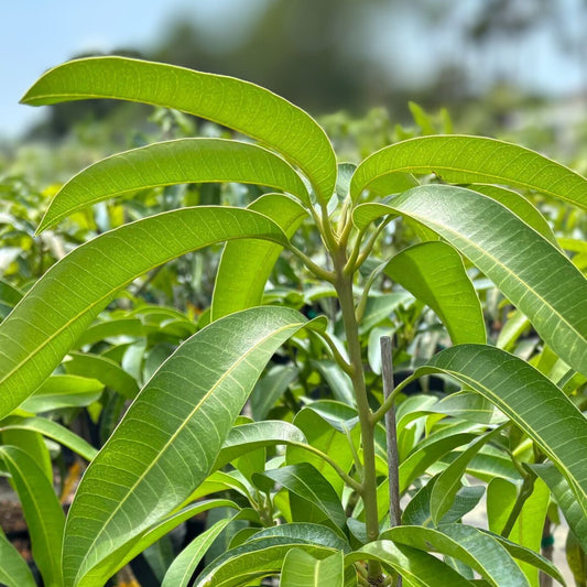 Kent Mango Seeds 3-Pack - Fresh USA Mangifera indica - Tropical Fruit Seeds for Home Gardening