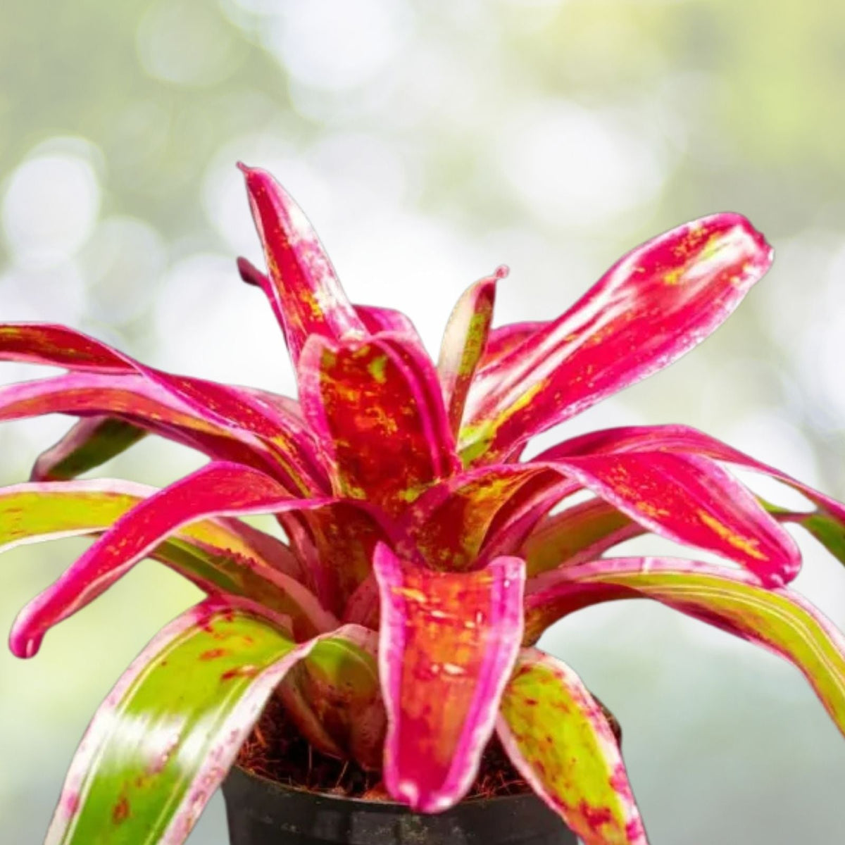 Neoregelia Fruit Salad Bromeliad Plant 6" Pot - Exotic Tropical Indoor Houseplant, Neoregelia spp.