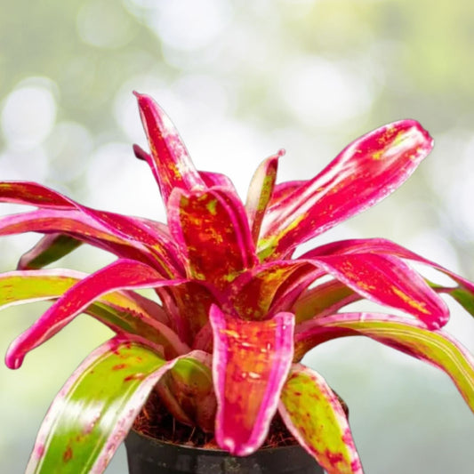 Neoregelia Fruit Salad Bromeliad Plant 6" Pot - Exotic Tropical Indoor Houseplant, Neoregelia spp.