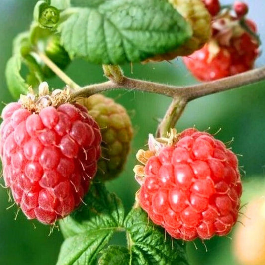 Raspberry Seeds Bulk 125/300/750 Count Non-GMO Berrylicious Fruit Seeds Rubus idaeus Gardening
