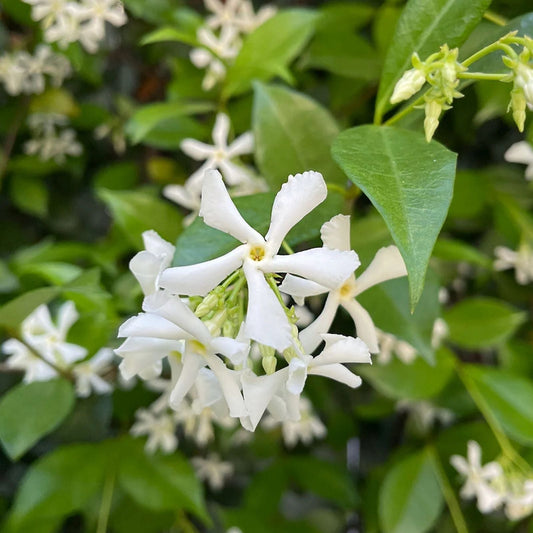 Star Jasmine Plant 1 Rooted Stem, Fragrant Climbing Vine, Trachelospermum jasminoides, Garden and Espalier Plant