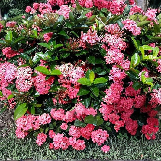 Dwarf Ixora Pink Live Plant 1 Gal | Compact Evergreen Shrub | Ixora chinensis | Ideal for Small Gardens & Tropical Landscaping