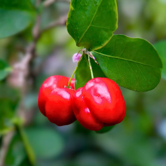 Barbados Cherry Tree - 1 Gallon - Malpighia emarginata - Tropical Fruit Plant for Garden or Landscape