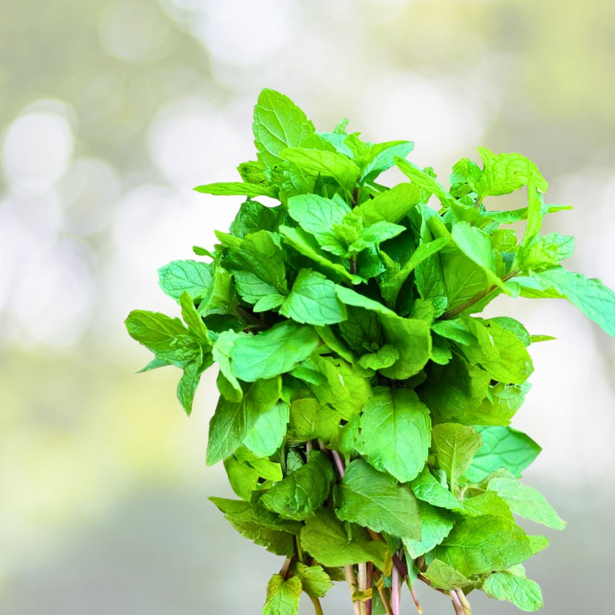 Mint Plant Cuttings 5+1 Free Organic Mojito Mentha Villosa نعنع شتل Rooted 3 6" Easy Grow Perennial Zones 5 9