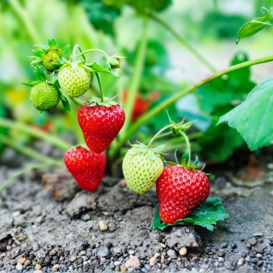 Junebearing Strawberry Plants - 3 Tennessee Beauty Perennial Fruit Plants - Fragaria × ananassa - Large Sweet Berries