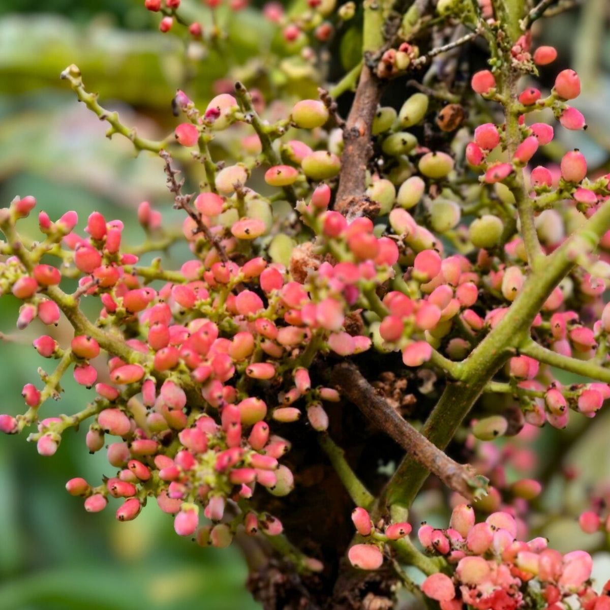 Flowering Kousa Dogwood Seeds for Planting, Cornus kousa, Hardy Ornamental Tree Seeds for Landscaping