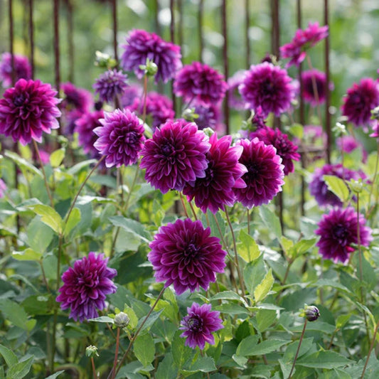 Dahlia Tuber Purple Thomas Edison Live Plant Bulb Deer Resistant Full Sun Zones 3-10