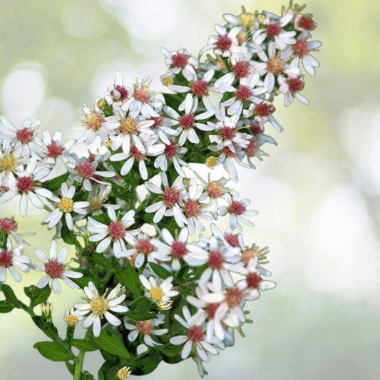 Calico Aster Seeds - 100+ Seeds - Symphyotrichum lateriflorum - Wildflower Garden Planting